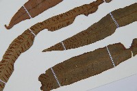 單葉雙蓋蕨藏品圖，第5張