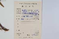 傅氏鳳尾蕨藏品圖，第2張