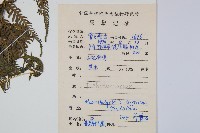 大金星蕨藏品圖，第2張