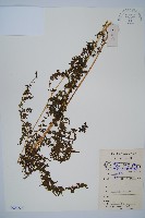 華南鱗蓋蕨藏品圖，第1張