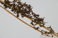 華南鱗蓋蕨藏品圖，第3張