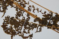 華南鱗蓋蕨藏品圖，第4張