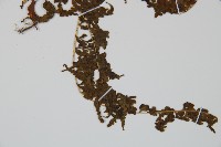 華南鱗蓋蕨藏品圖，第5張