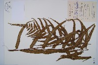 萊氏鐵角蕨藏品圖，第1張