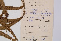 萊氏鐵角蕨藏品圖，第2張