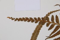 萊氏鐵角蕨藏品圖，第3張