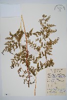 光葉碗蕨藏品圖，第1張