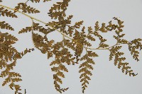 光葉碗蕨藏品圖，第3張