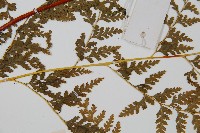 光葉碗蕨藏品圖，第4張