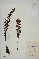 毛軸鐵角蕨藏品圖，第1張