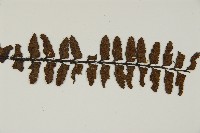 毛軸鐵角蕨藏品圖，第6張