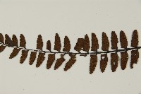 毛軸鐵角蕨藏品圖，第7張