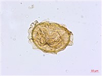 毛軸鐵角蕨藏品圖，第2張