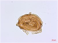 毛軸鐵角蕨藏品圖，第3張