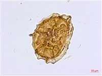 毛軸鐵角蕨藏品圖，第4張