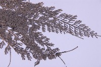 長生鐵角蕨藏品圖，第3張