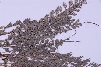 長生鐵角蕨藏品圖，第4張