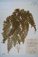 斜方複葉耳蕨藏品圖，第1張