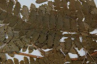 斜方複葉耳蕨藏品圖，第4張