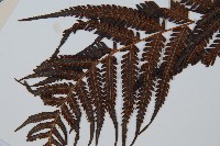 金狗毛蕨藏品圖，第3張