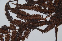 金狗毛蕨藏品圖，第4張