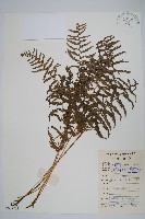 密腺副金星蕨藏品圖，第1張