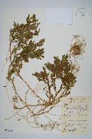 生根卷柏藏品圖，第1張