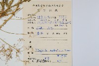 生根卷柏藏品圖，第2張