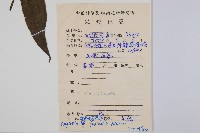 福建蓮座蕨藏品圖，第2張