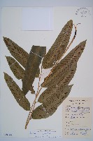 厚葉雙蓋蕨藏品圖，第1張