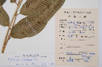 厚葉雙蓋蕨藏品圖，第2張