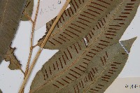 厚葉雙蓋蕨藏品圖，第3張