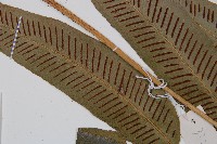 厚葉雙蓋蕨藏品圖，第4張