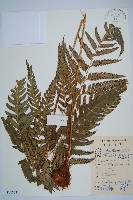 粗裂複葉耳蕨藏品圖，第1張