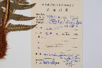 粗裂複葉耳蕨藏品圖，第2張