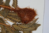 粗裂複葉耳蕨藏品圖，第3張