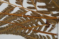 粗裂複葉耳蕨藏品圖，第4張