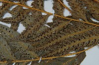 粗裂複葉耳蕨藏品圖，第5張