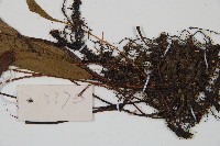 單葉雙蓋蕨藏品圖，第3張