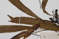 單葉雙蓋蕨藏品圖，第4張