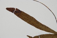 單葉雙蓋蕨藏品圖，第5張