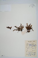 短柄禾葉蕨藏品圖，第1張