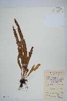 粵瓦葦藏品圖，第1張