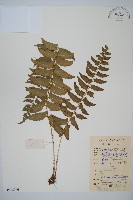 鐮羽貫眾藏品圖，第1張