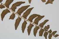 鐮羽貫眾藏品圖，第3張