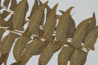 鐮羽貫眾藏品圖，第4張