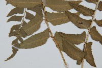 鐮羽貫眾藏品圖，第5張