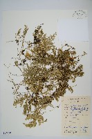 密葉卷柏藏品圖，第1張