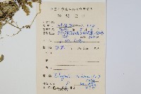 密葉卷柏藏品圖，第2張