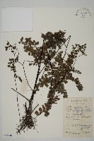 扇葉鐵線蕨藏品圖，第1張